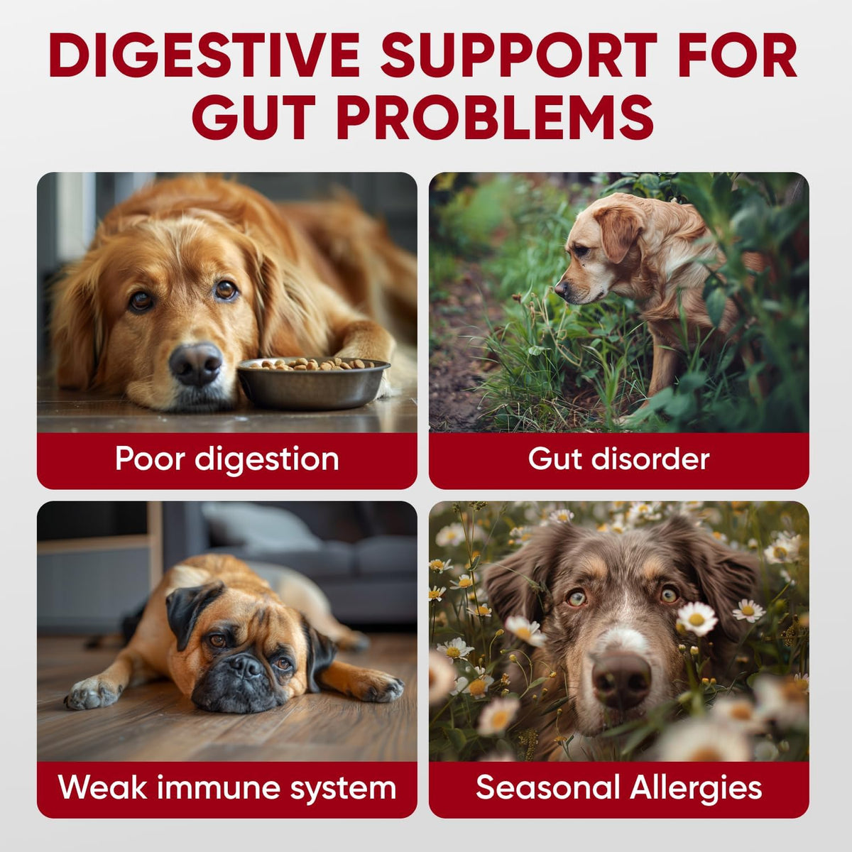 Probiotics for Dogs Digestive Health - Probiotic Chews for Gut Health, Itchy Skin Yeast, Diarrhea - USA Product - Immune Support Supplement - Dog Digestive Support & Allergy Relief Chews with Enzymes