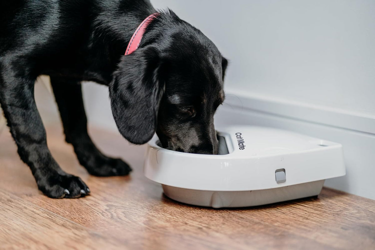 Cat Mate C300 Automatic Digital Pet Feeder for Dogs and Cats BPA and BHT Free with Ice Pack