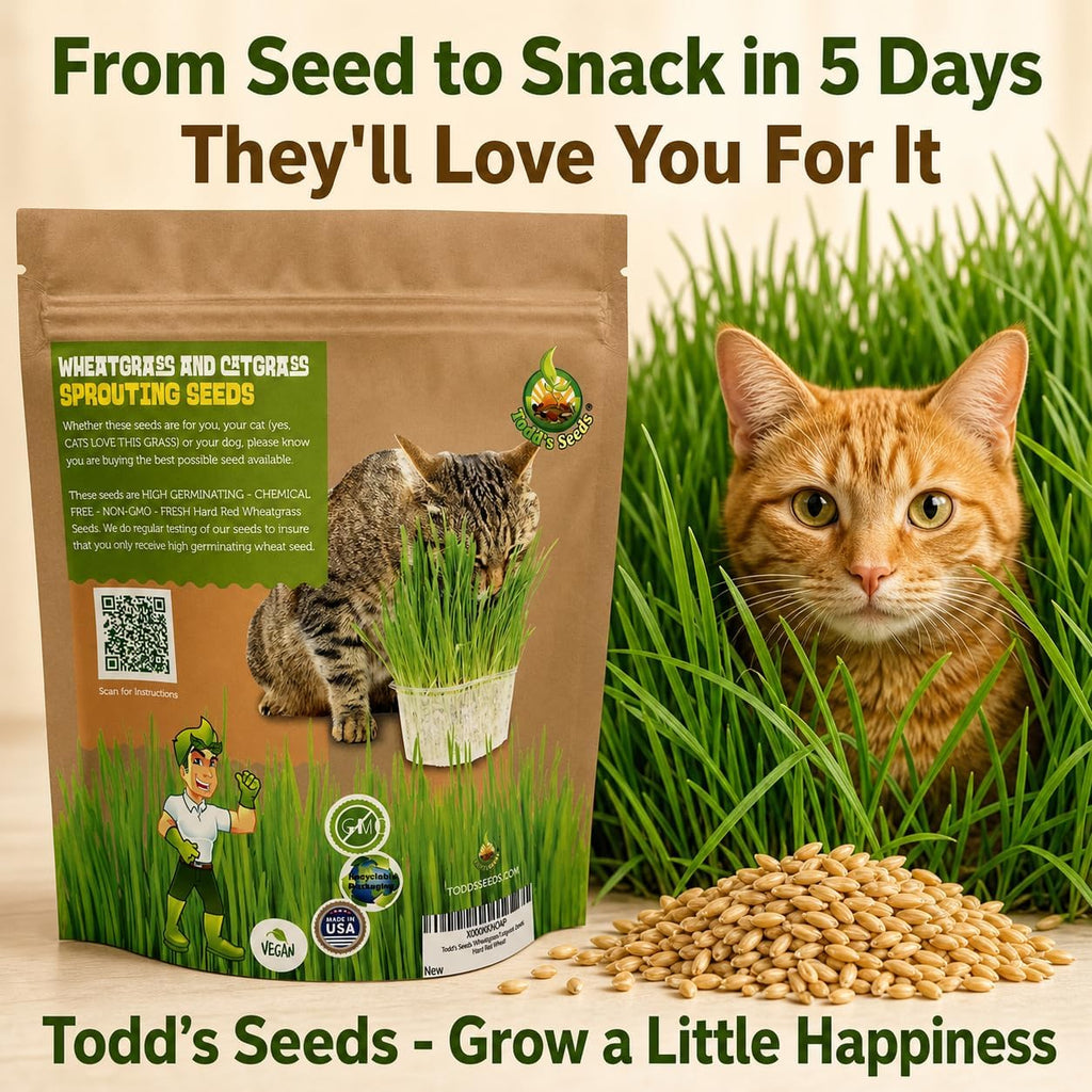 Todd's Seeds Cat Grass Wheatgrass Seeds, 1/2 lb - Non-GMO, Pet Safe