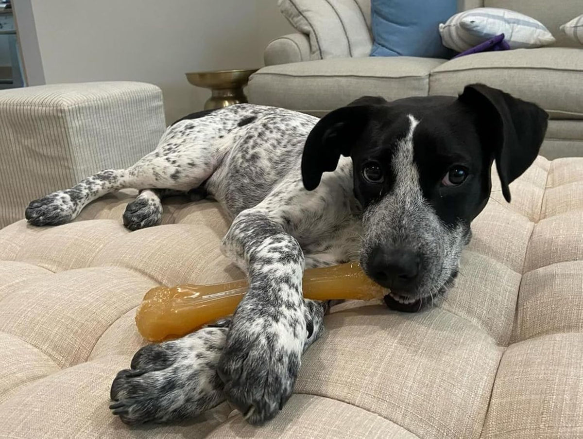 Nylabone Flexi Chew Gumabone Dog Chew Toy, Chicken Flavor, X-Large | Flexible material, gentle on teeth, x-large breeds, freezable, bouncy, great for seniors, for dogs 50+ lbs