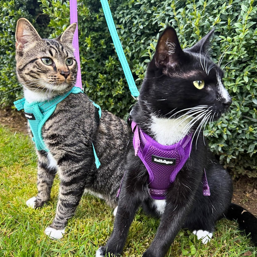 rabbitgoo Cat Harness and Leash, Easy-on with Neck Buckle, Purple