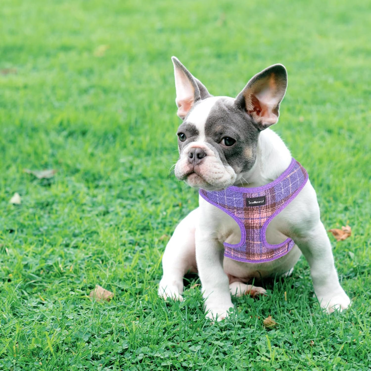 SCENEREAL No Pull Dog Harness with Leash Set for Small Dogs