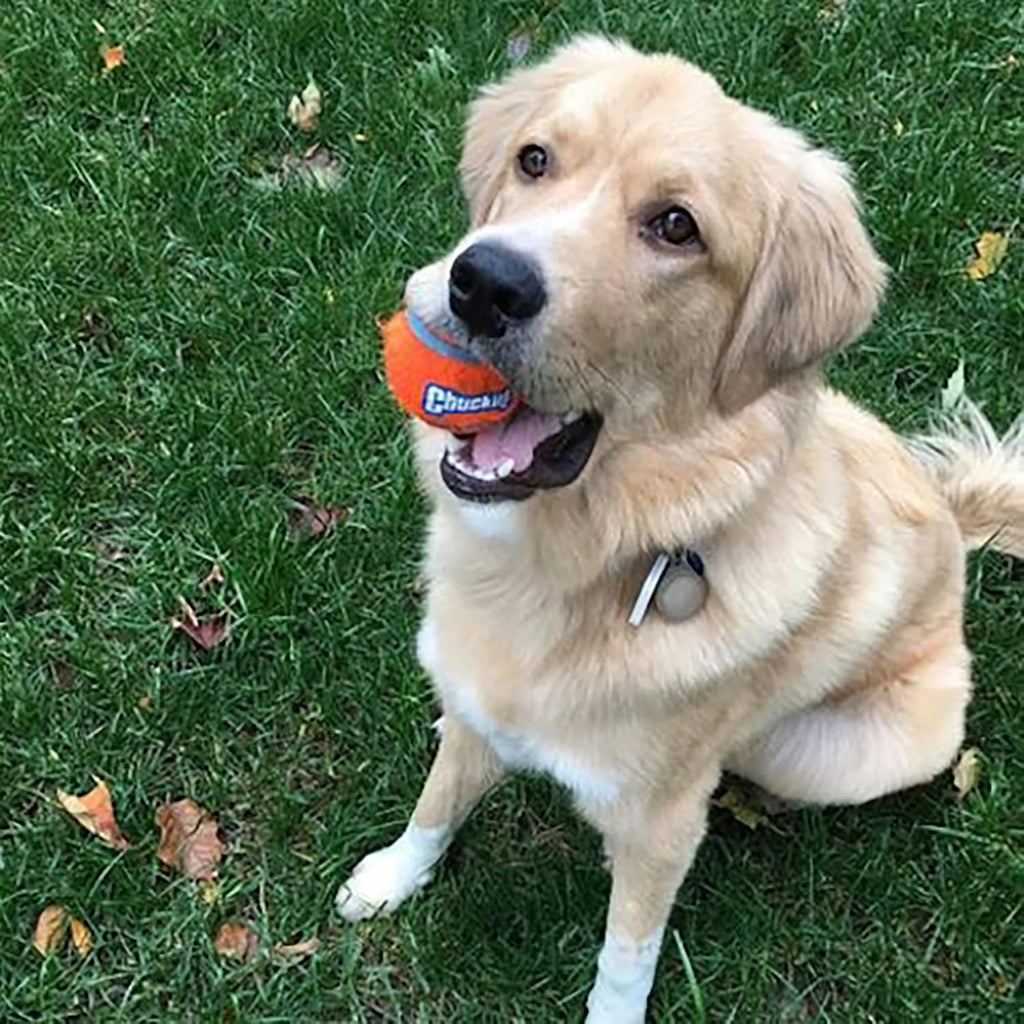 Chuckit! Dog Tennis Ball Dog Toy, (2.5 Inch Diameter) for Dogs 20-60 lbs, Medium (Pack of 48)