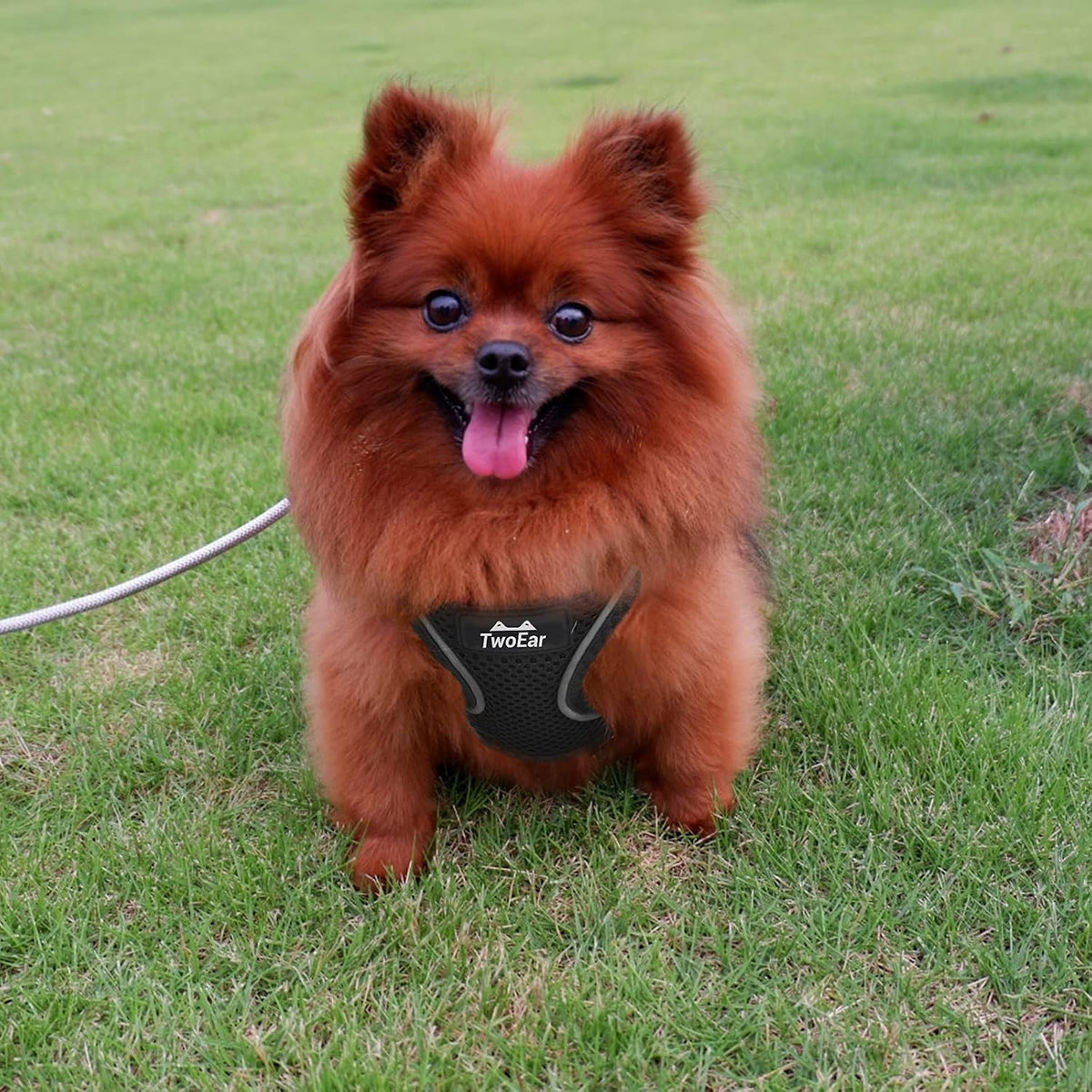 Twoear Cat Harness and Leash Set, Small Cat Harness Escape Proof