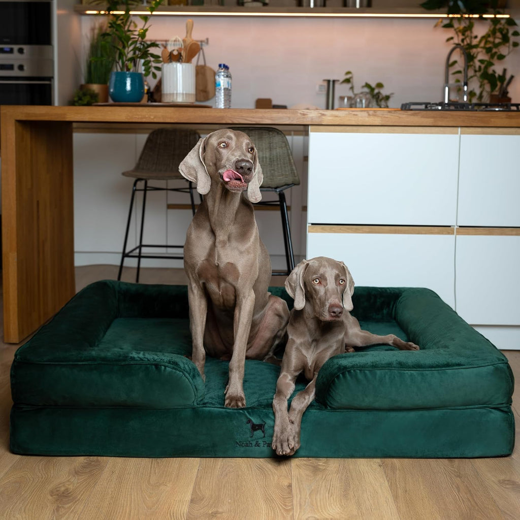 NOAH & PAW XXL Dog Bed, Orthopedic Memory Cooling Foam (2X Base) 55x45x11in
