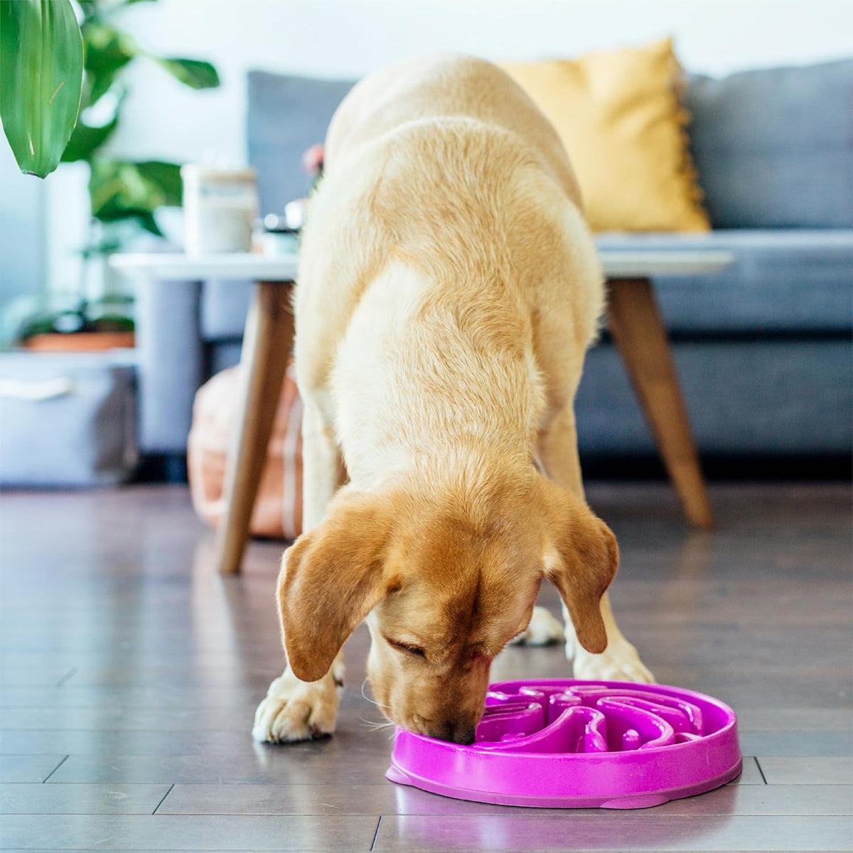 Outward Hound Fun Feeder Slo Bowl – Large 4‑Cup Capacity, Slow Feeding, Medium to Large Dogs, Non‑Slip, Purple, Flower Pattern | Slows Fast Eaters, Can Aid Digestion, Holds 4 Cups Dry or Wet Food, Non-Slip Base, Easy Clean, No BPA, Medium to Large Dogs 