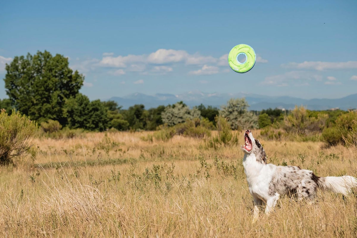 Chuckit! Amphibious ZipFlight Floating and Flying Disc Dog Toy, Medium (8.5"), Assorted Colors (Orange And Blue/Green and Blue)