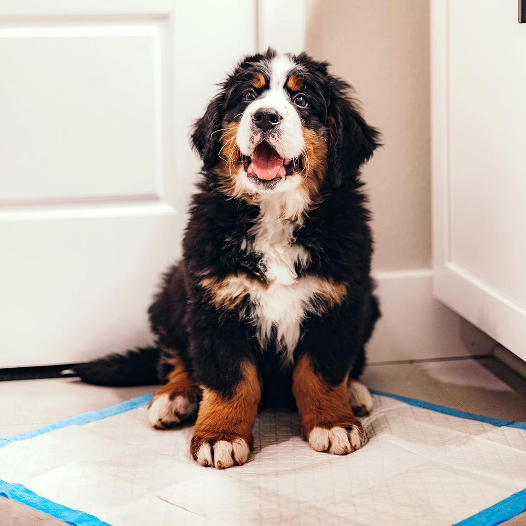 Four Paws Wee-Wee Superior Performance Dog Pee Pads, 100 Count | Quilted leak-proof puppy pads, dog housebreaking & potty training, 24-hour floor protection, pet supplies, 22" x 23"