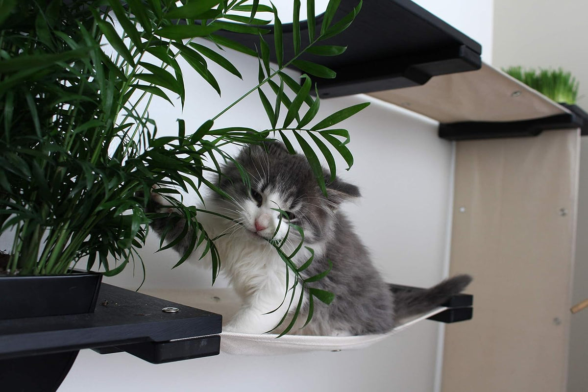 CatastrophiCreations Gardens Set for Cats Multiple-Level Wall Mounted Scratch, Hammock Lounge, Play & Climbing Activity Center Furniture Cat Tree Shelves