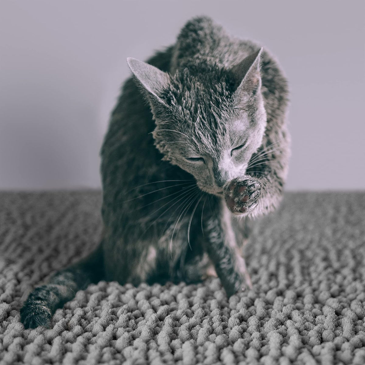 CatGuru Cat Litter Mat, Medium, Extra Large, XXL, Super Absorbent Litter Box Mat for Cats, Non Slip Trapping Mats, Machine Washable Kitty Trapping Pad, Cat Stuff (XXL, Grey/Standard)