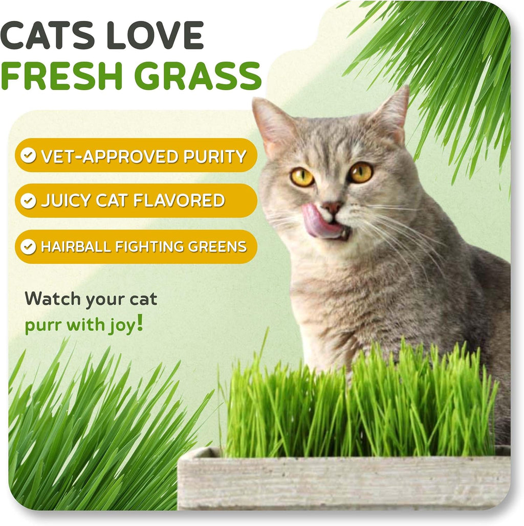 Todd's Seeds Cat Grass Seeds for Indoor Cats, 1lb Wheat Grass Seeds