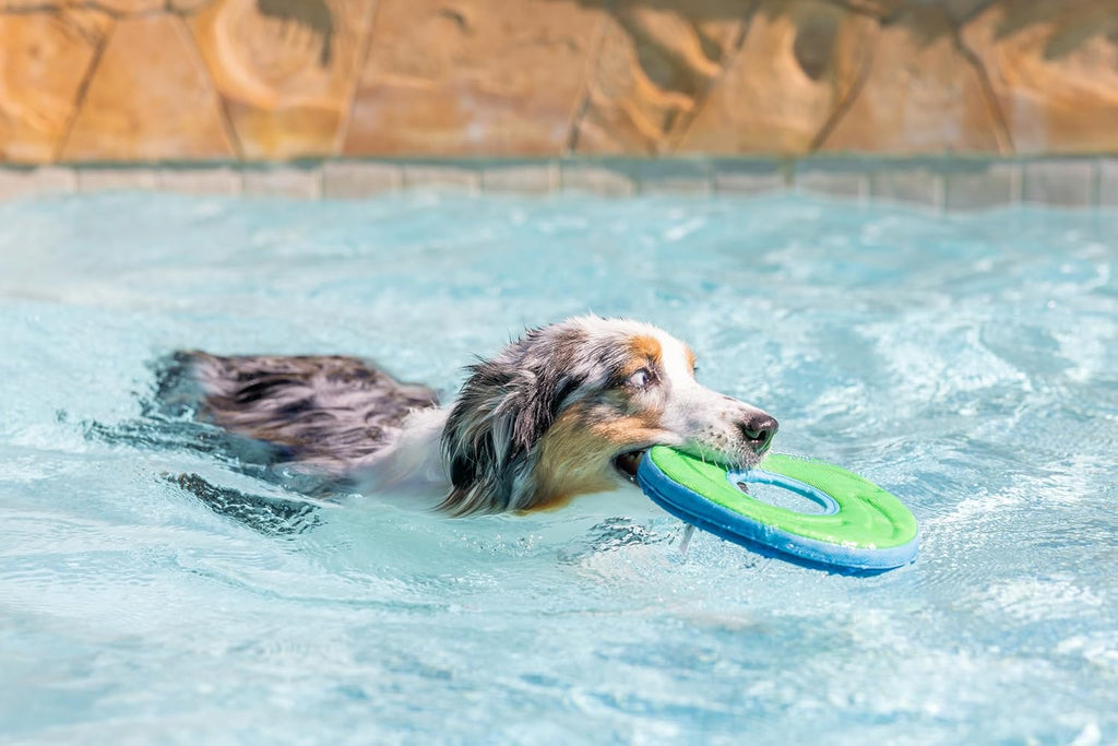 Chuckit! Amphibious ZipFlight Floating and Flying Disc Dog Toy, Medium (8.5"), Assorted Colors (Orange And Blue/Green and Blue)