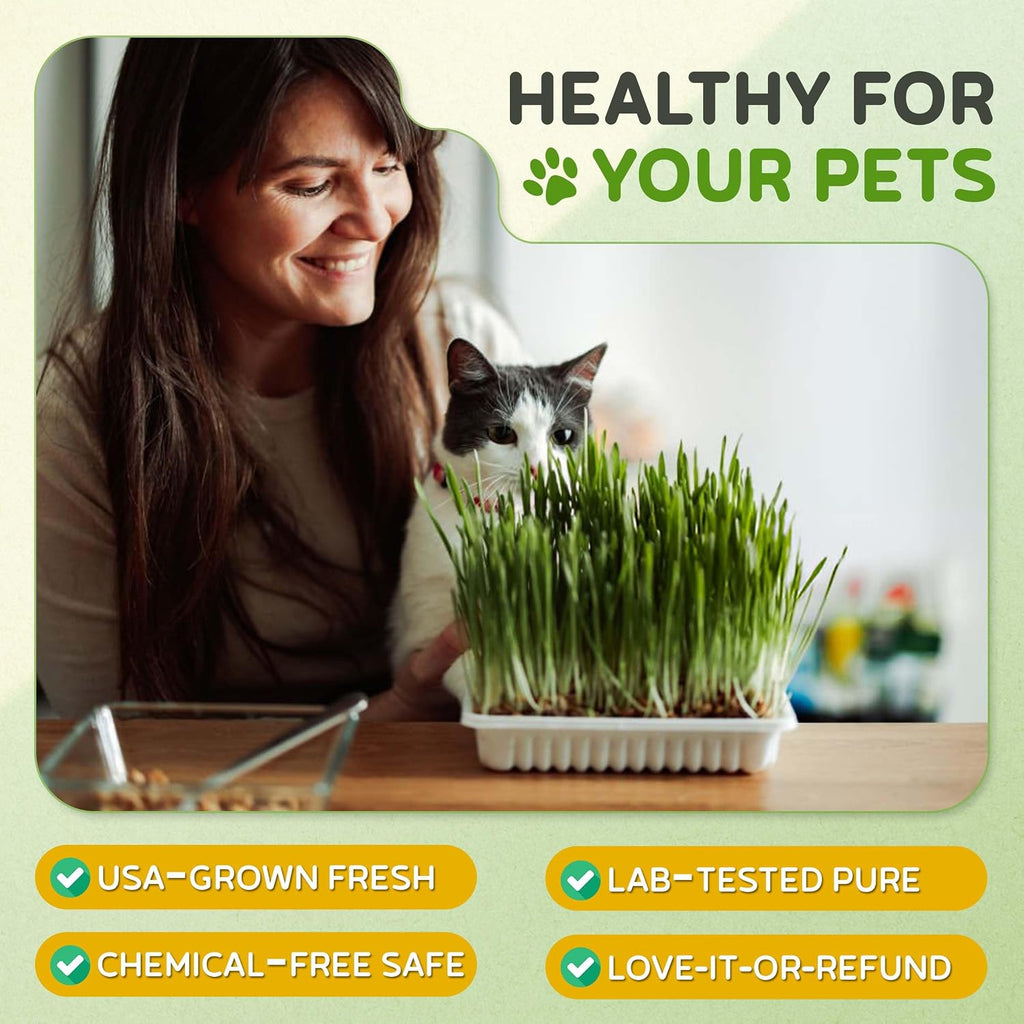 Todd's Seeds Cat Grass Seeds for Indoor Cats, 1lb Wheat Grass Seeds