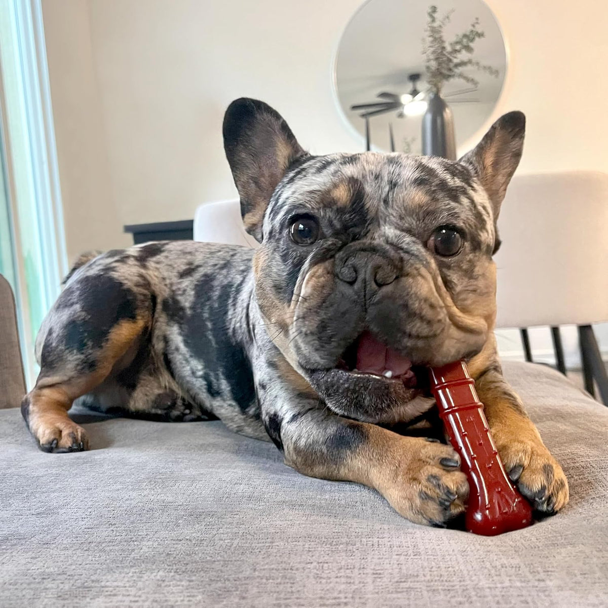 Nylabone Power Chew Basted Blast Dog Chew Toy, Bacon & Steak Flavor, Medium
