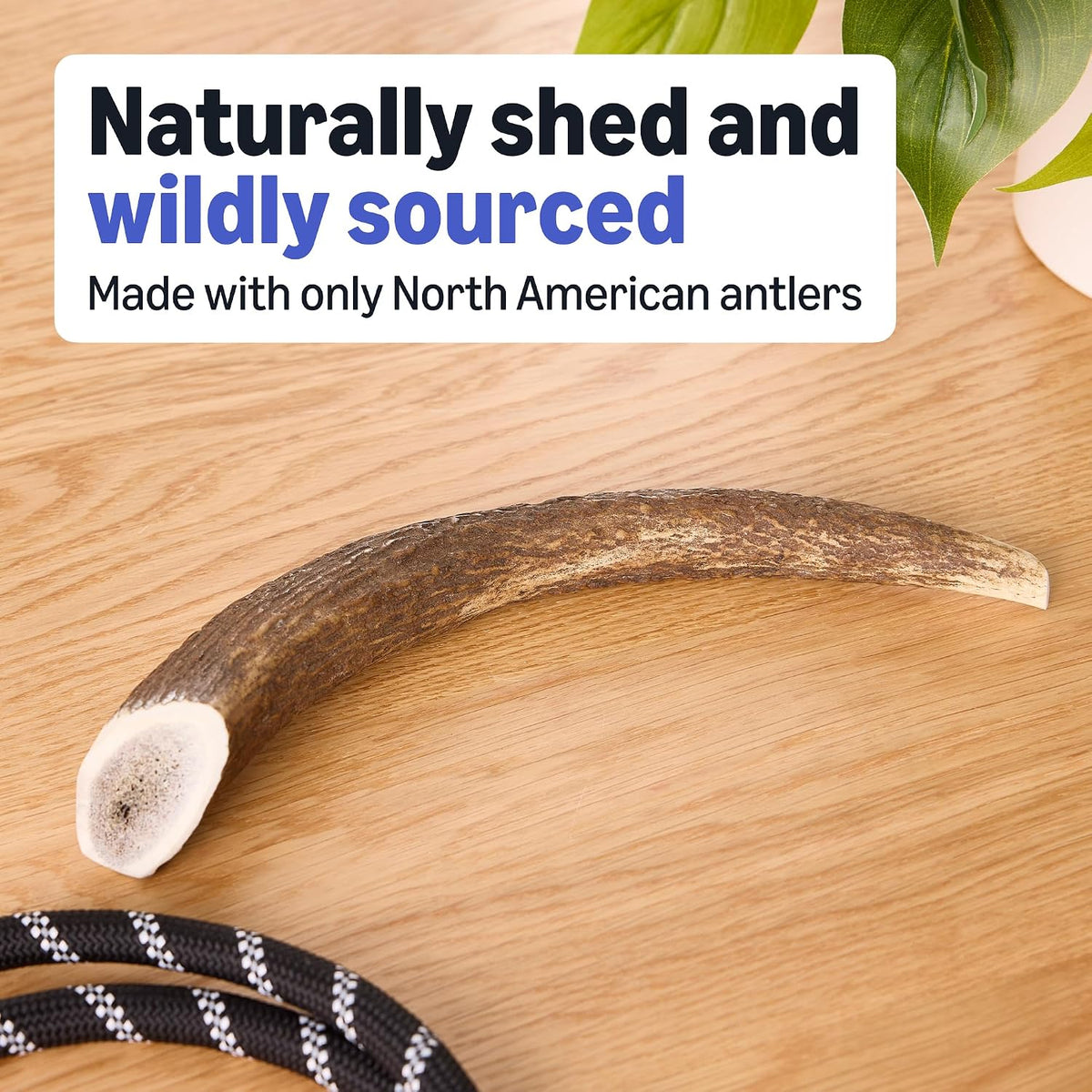 Amazon Basics Dog Deer Antler Chew, Naturally Shed, Whole, 9-10.5 inches, Long Lasting for Aggressive Chewers, X-Large, Best for Dogs Over 45 lbs (Previously Wag)