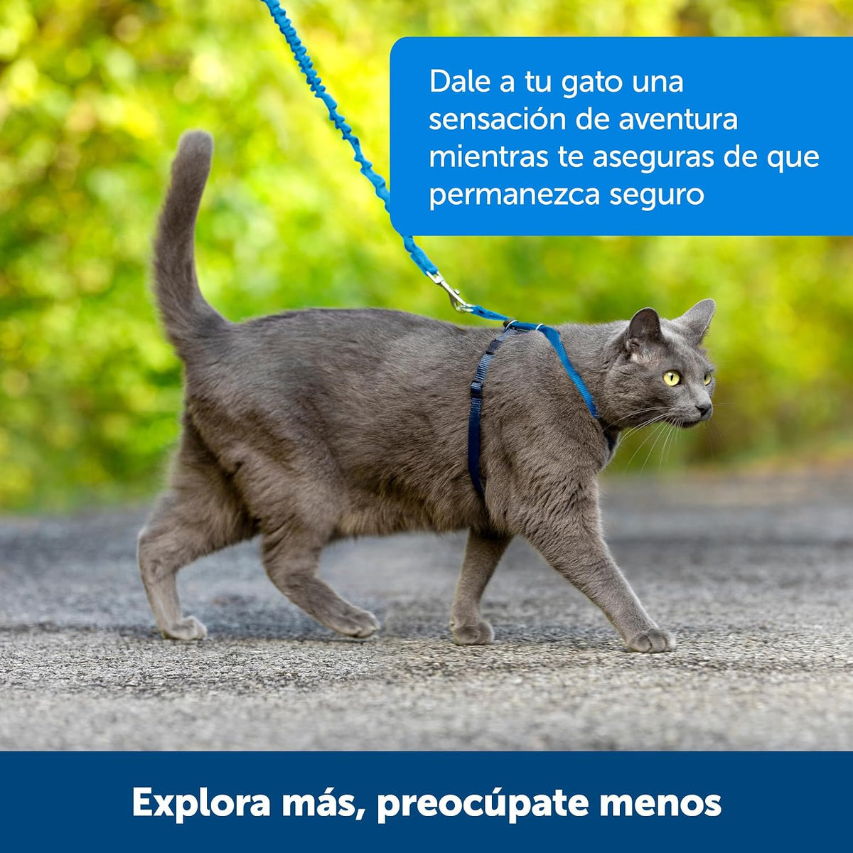 PetSafe Come With Me Kitty Harness and Bungee Leash, Harness for Cats, Medium, Black/Silver, CWMK-M-BLK