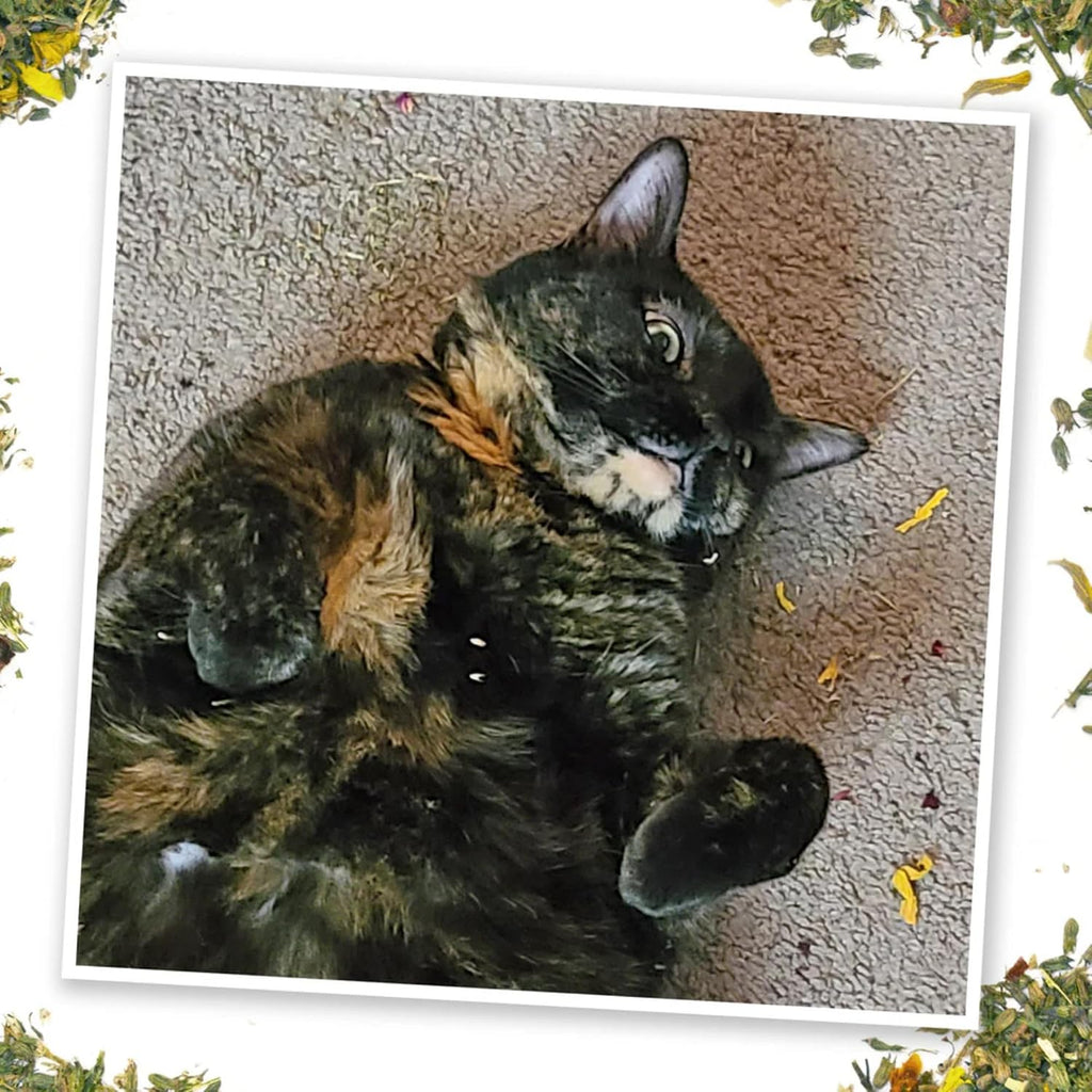 Meowijuana Fall Scarecrow Cat Toy and Blend Bundle | High-Potency