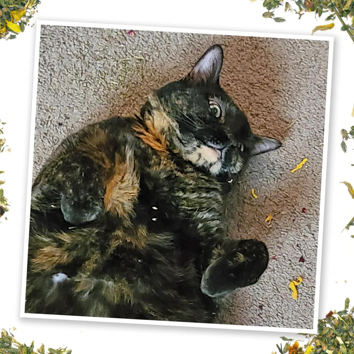 Meowijuana Fall Scarecrow Cat Toy and Blend Bundle | High-Potency