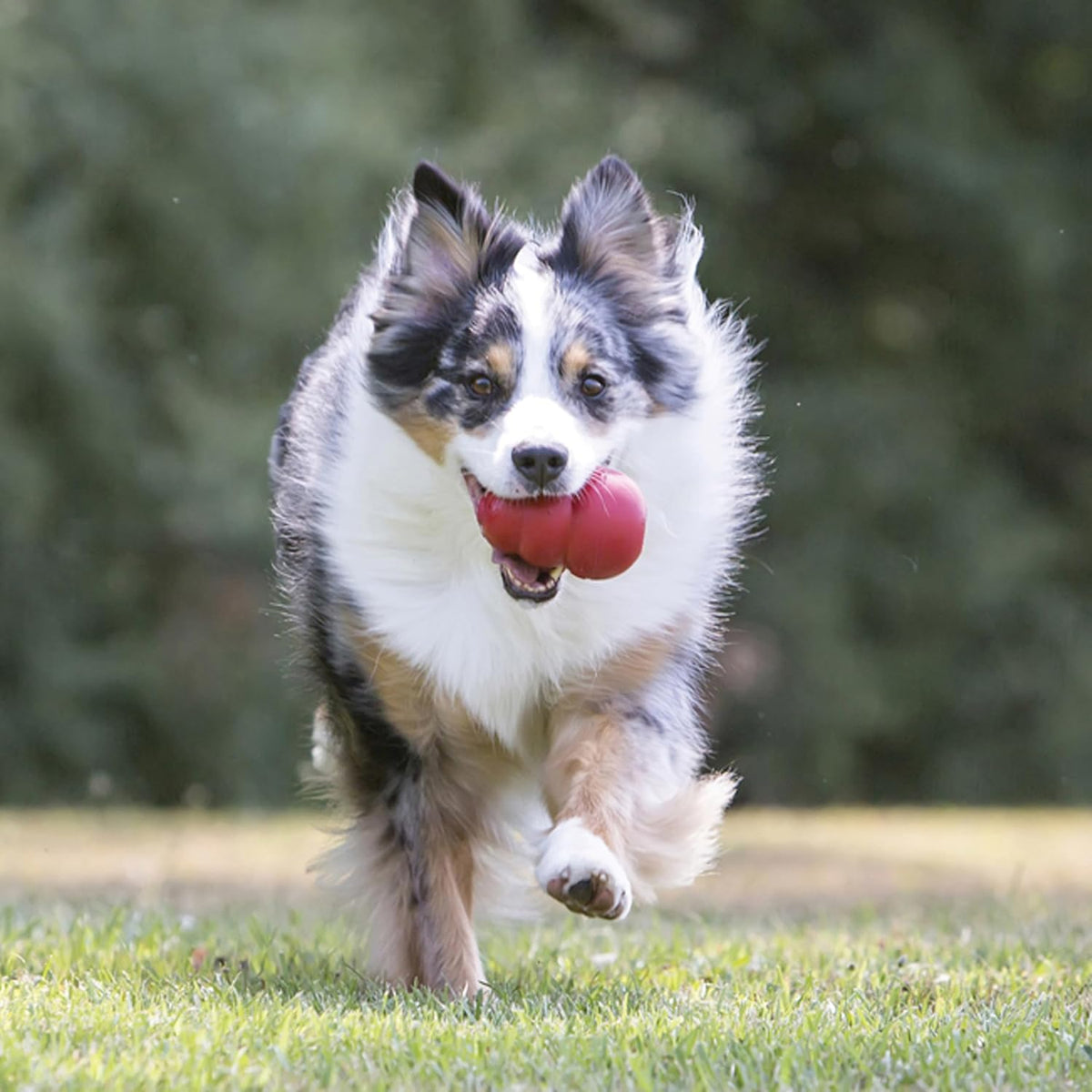 KONG Classic Stuffable Dog Toy, Natural Rubber Chew, for Extra Large Dogs | Treat-Filling Fetch & Chew Toy with Erratic Bounce, Made from KONG Durable Natural Rubber for Extended Playtime