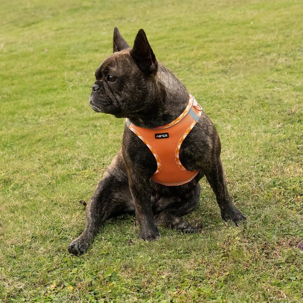 AMTOR Small Dog Harness with Leash Set, No Escape Easy Walk Puppy Harnesses for Training Walking, Step-in Reflective Soft Dogs Vest for XS S Medium Extra-Small Large Sized Dog(Orange/White,XXS)