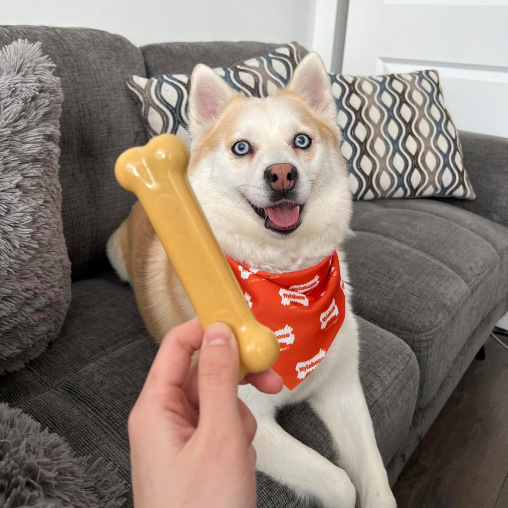 Nylabone Power Chew Customer Favorites Dog Chew Toys, 3 Count, Small | Flavor Medley, peanut butter, and beef flavor, durable dog toys for aggressive chewers, for large breeds up to 25 lbs