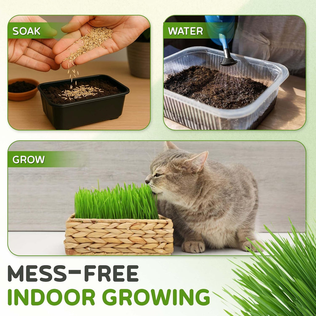 Todd's Seeds Cat Grass Seeds for Indoor Cats, 1lb Wheat Grass Seeds
