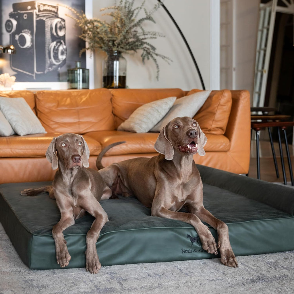 NOAH & PAW XXL Dog Bed Orthopedic Memory Foam Cooling Gel 55x45x9.5 in