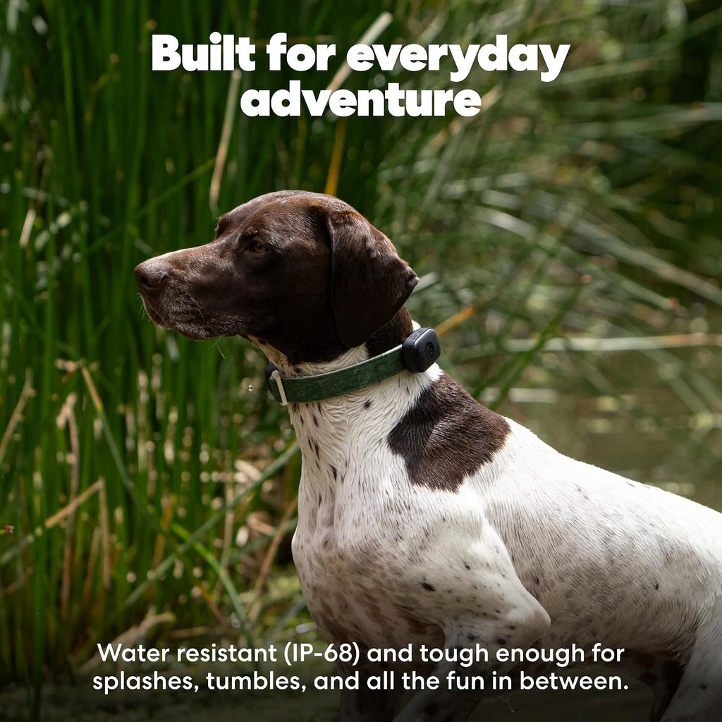 Life360 Pet GPS Tracker for Dogs | Live Tracking, Escape Alerts & Lost Pet Network | Up to 14 Days Battery | 12-Month Silver Subscription Included for New & Free Members | 1-Pack, Black