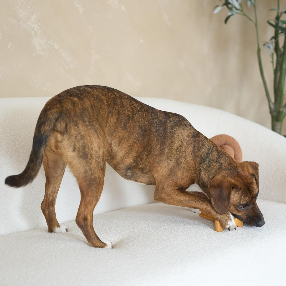 SPOT Bam-Bones Plus T Bone - Bamboo Fiber & Nylon, Durable Long Lasting Dog Chew for Aggressive Chewers – Toy for Dogs & Puppies Under 60lbs, Non-Splintering, 6in, Allergen Free Peanut Butter Flavor