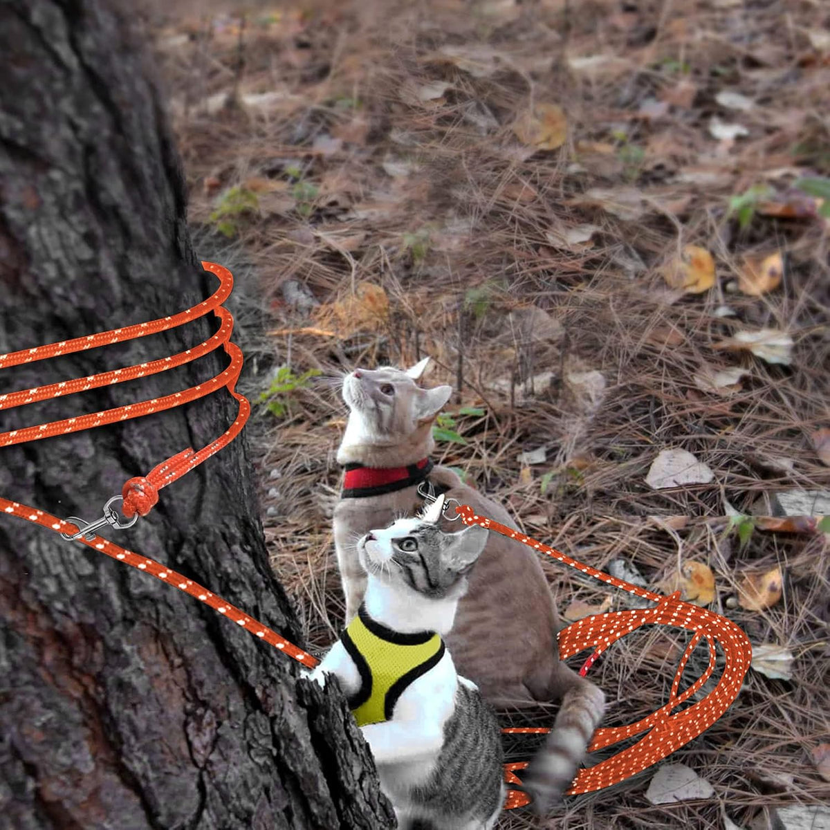 Reflective Cat Long Leash 50 FT, Outdoor Backyard Cat Tie Out Lead,Orange