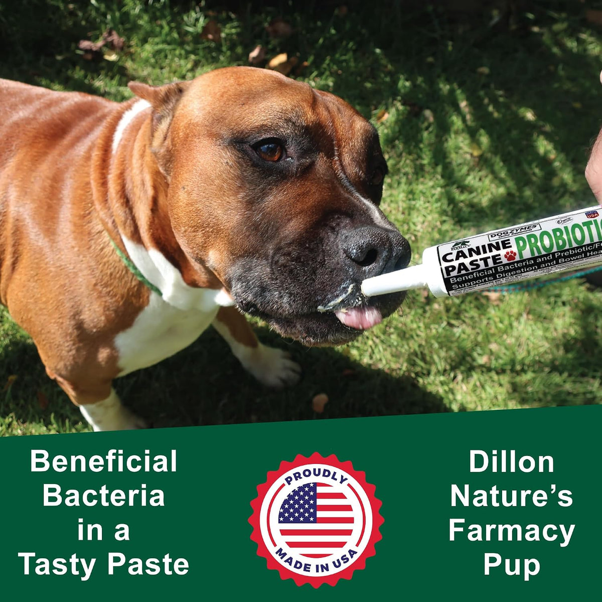 Dogzymes Canine Probiotic Paste Beneficial Bacteria-Enzyme 2.3 Billion CFU/gm Saccharomyces boulardii Organic Dried Honey Powder (60 Gram)