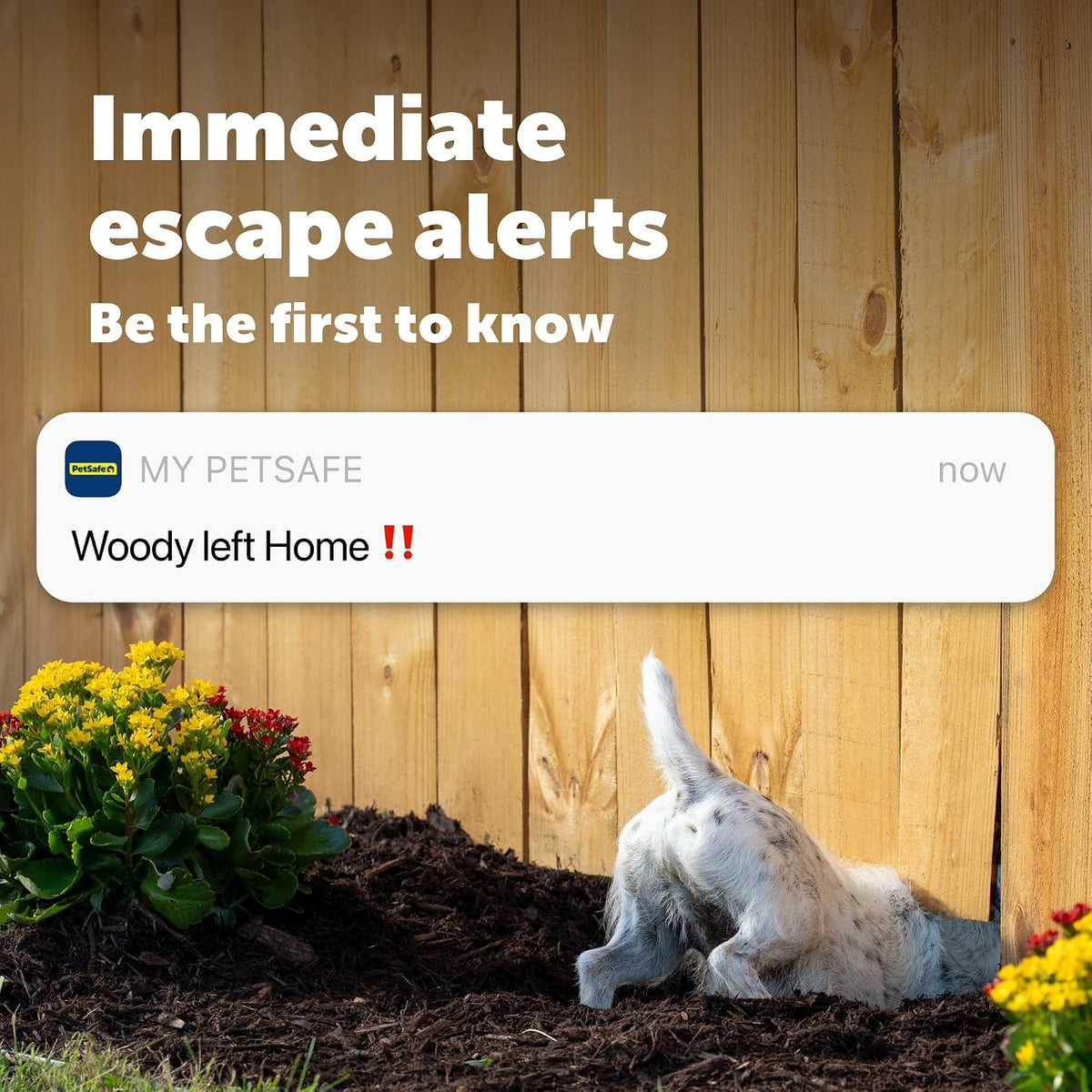 PetSafe GPS Dog Tracker + 3 Month Subscription, Live GPS Tracking