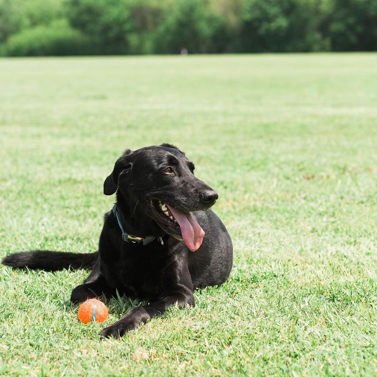 Chuckit! Dog Tennis Ball Dog Toy, (2.5 Inch Diameter) for Dogs 20-60 lbs, Medium (Pack of 48)