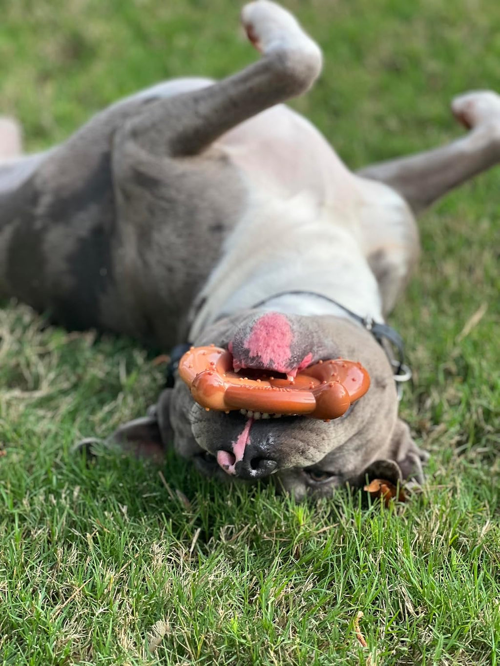 Nylabone Power Chew Pretzel Dog Chew Toy, X-Large | Bacon & peanut butter flavor, durable, long lasting, discourages destructive chewing, flavor throughout, for dogs 50+ lbs