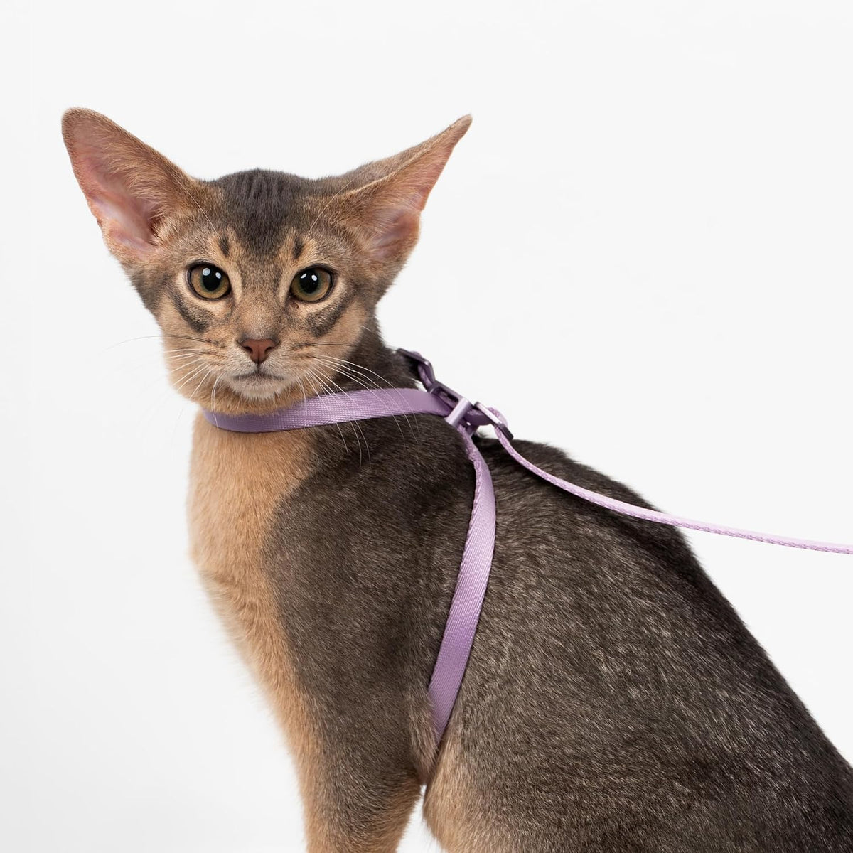 Cat Harness and Leash 2-in-1, Escape Proof Anti-Choking Harness Adjustable Lightweight Leash One-Piece Non-Detachable for Kitten Cats Outoor Walking Training, US IDA Bronze Award (Purple)