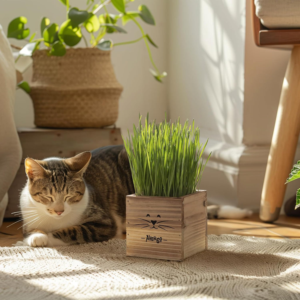 Cat Grass Kit for Indoor Cats – x2 Seed Packets