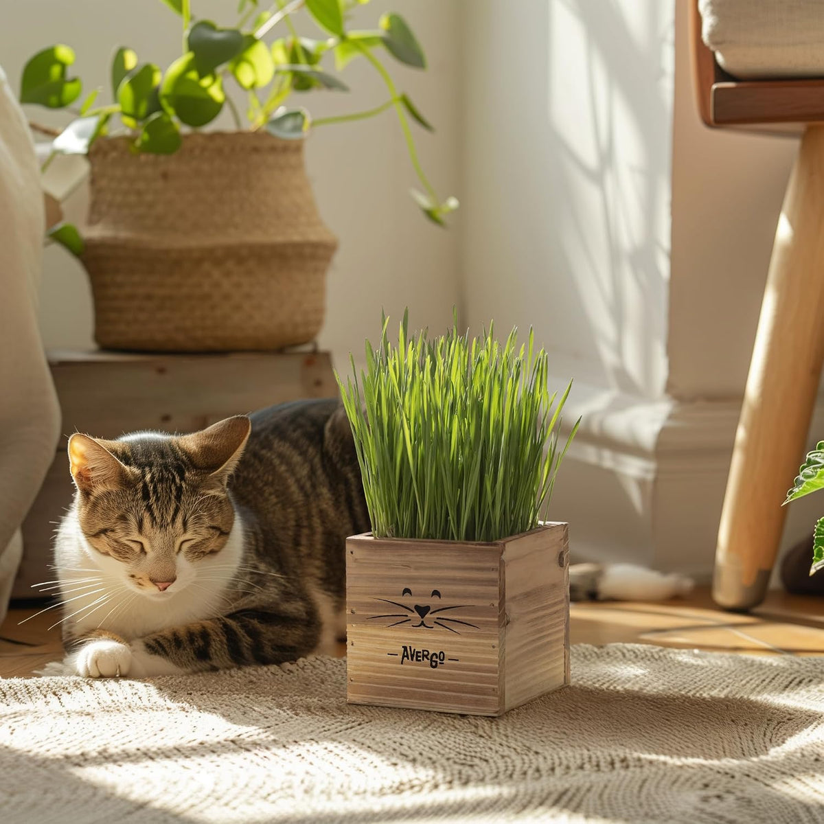 Cat Grass Kit for Indoor Cats – x2 Seed Packets