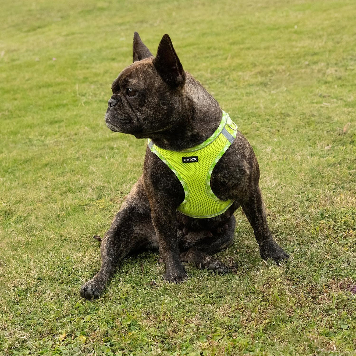 AMTOR Small Dog Harness with Leash Set, No Escape Easy Walk Puppy Harnesses for Training Walking, Step-in Reflective Soft Dogs Vest for XS S Medium Extra-Small Large Sized Dog(Green/White,XS)