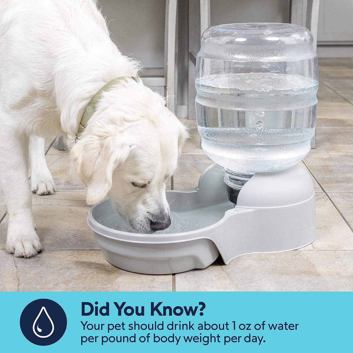 Petmate Aspen Pet Lebistro Cat and Dog Water Dispenser, Made in USA