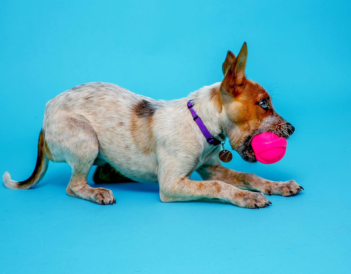 Hartz Dura Play Bacon Scented Squeak Ball Dog Toy for Small Breeds, 3 Pack