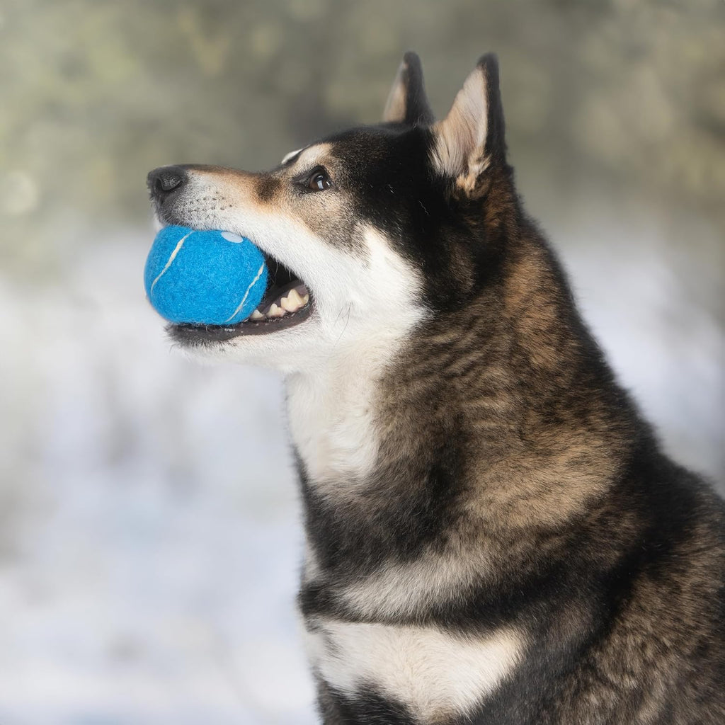 Best Pet Supplies Interactive Squeaky Dog Chew Toy, Ideal Dog Toys for Chewers, Small, Medium & Large Dogs, and Fetch Lovers - Tennis (Assorted Color), Large (Pack of 4)