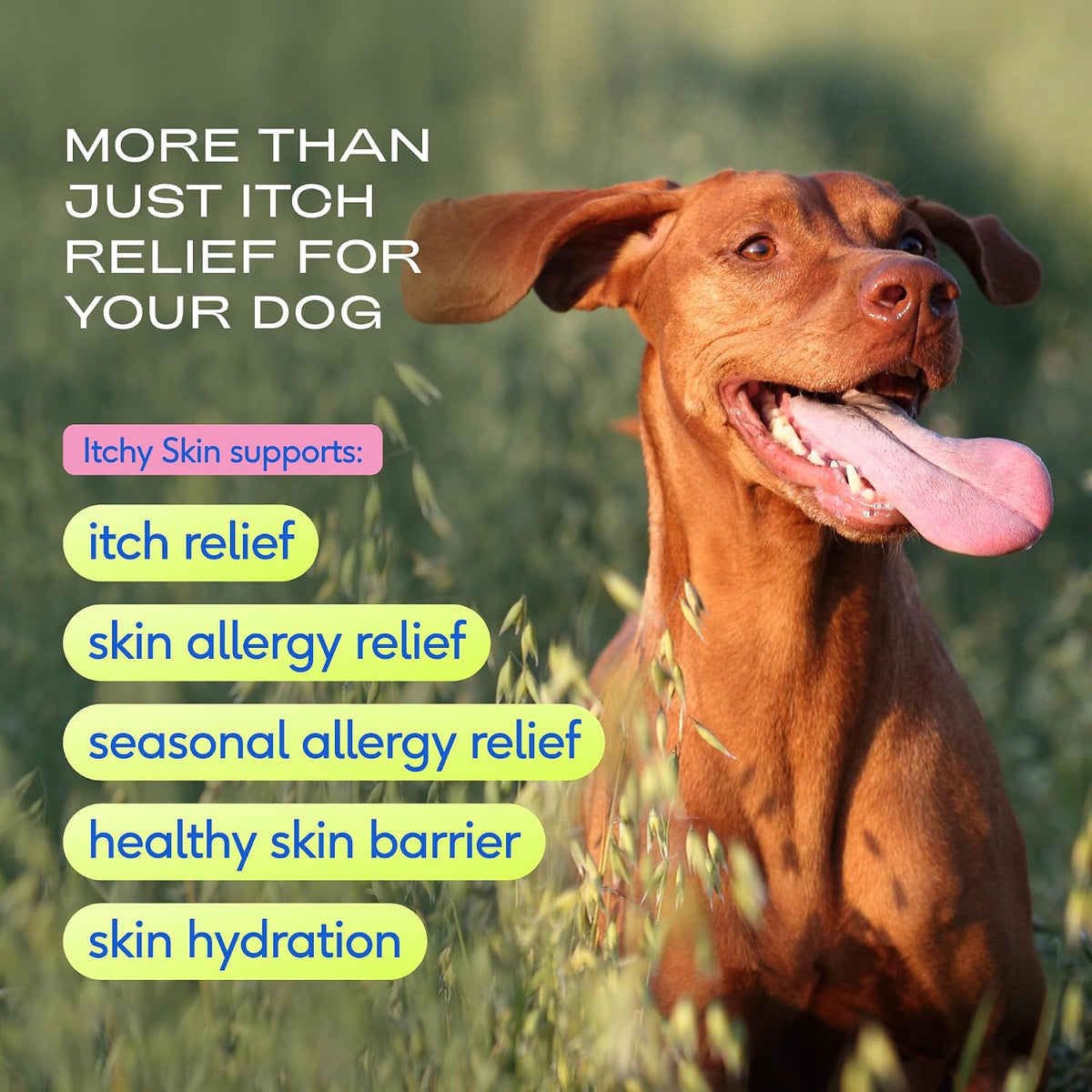 Native Pet Itchy Skin - Dog Itching Skin Relief - Vet-Formulated Gut-Skin Support, Seasonal Allergies, Healthy Skin Barrier - 120 Scoops