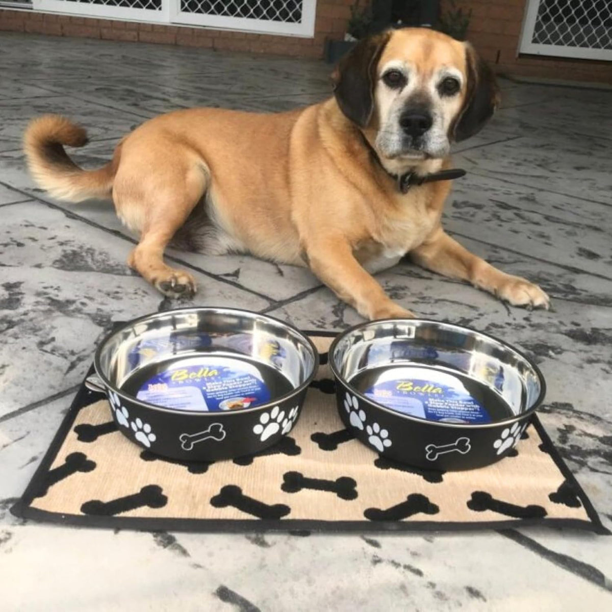 Loving Pets Bella Dog Bowls- Stainless Steel Dog & Cat Bowls - Spill Proof Dog Food Bowl, Cat Bowl, Puppy Essentials & Pet Supplies Great for Home & Travel (Medium 20-35 lbs, Espresso) 