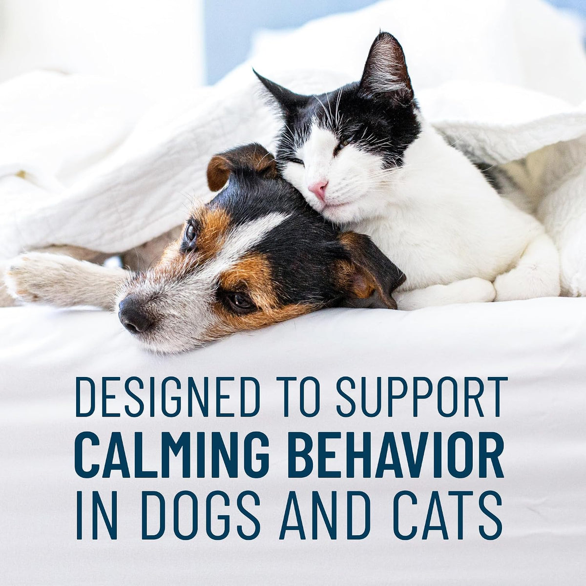 Nutramax Solliquin Calming Behavioral Health Supplement for Small to Medium Dogs and Cats - with L-Theanine, Magnolia/Phellodendron, and Whey Protein Concentrate, 75 Soft Chews