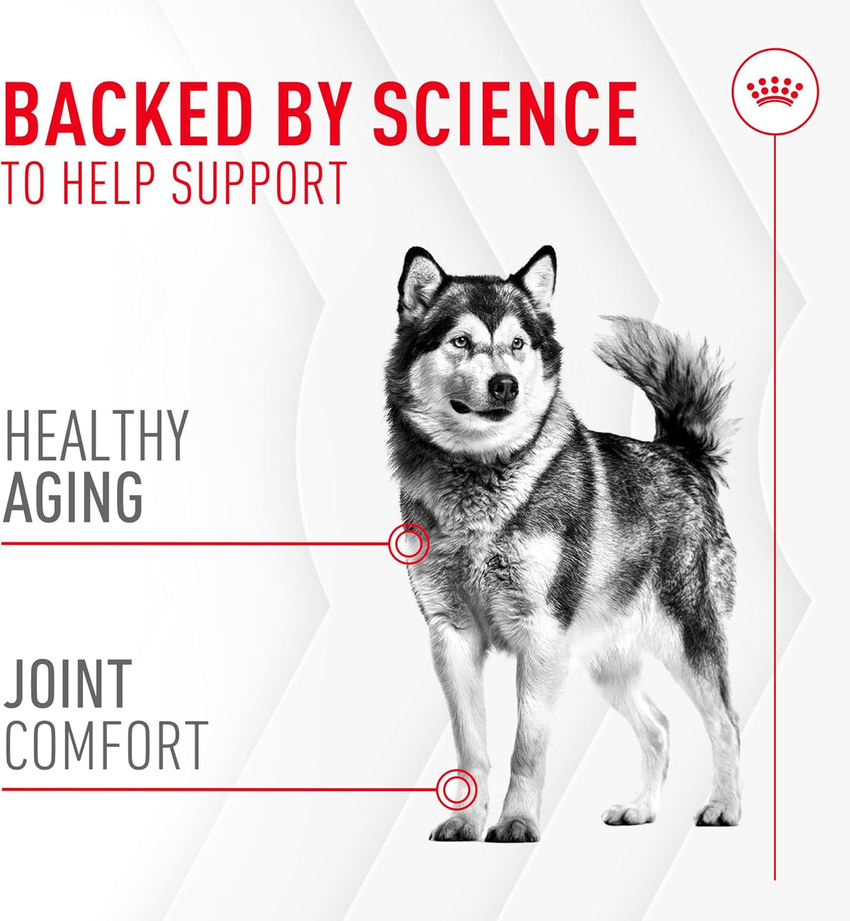 Royal Canin Joint Dog Supplement Soft Chews for Adult Dogs, 60 Count (Pack of 2)
