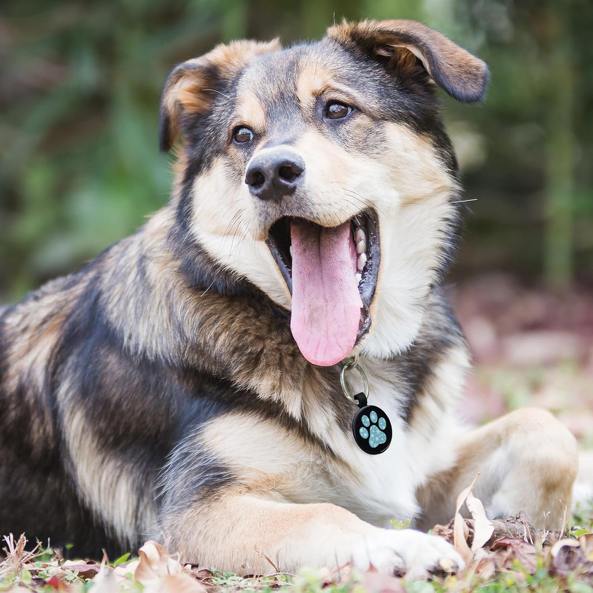 MYLUCKYTAG QR Code Dog Tags - Scan for Instant Pet Location Alerts