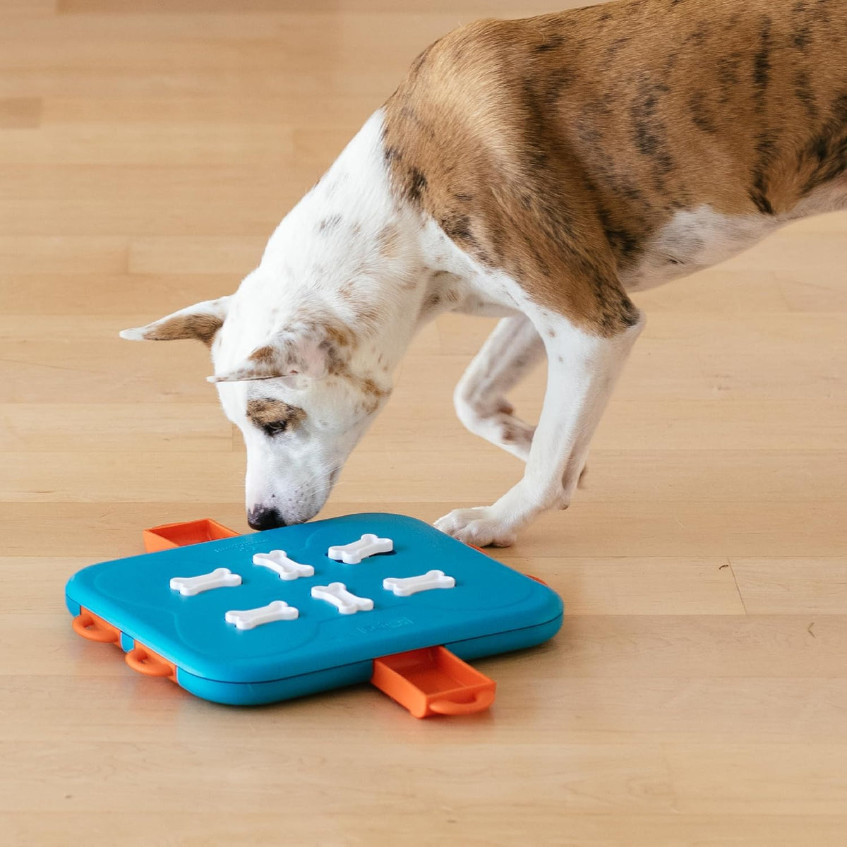 Outward Hound Nina Ottosson Dog Casino Dog Toy Treat Puzzle, 14" | Level 3 Advanced, 6 Hidden Treat Compartments, Holds 1-1/2 Cups, Wet or Dry Food, Interactive Enrichment, Dogs & Puppies