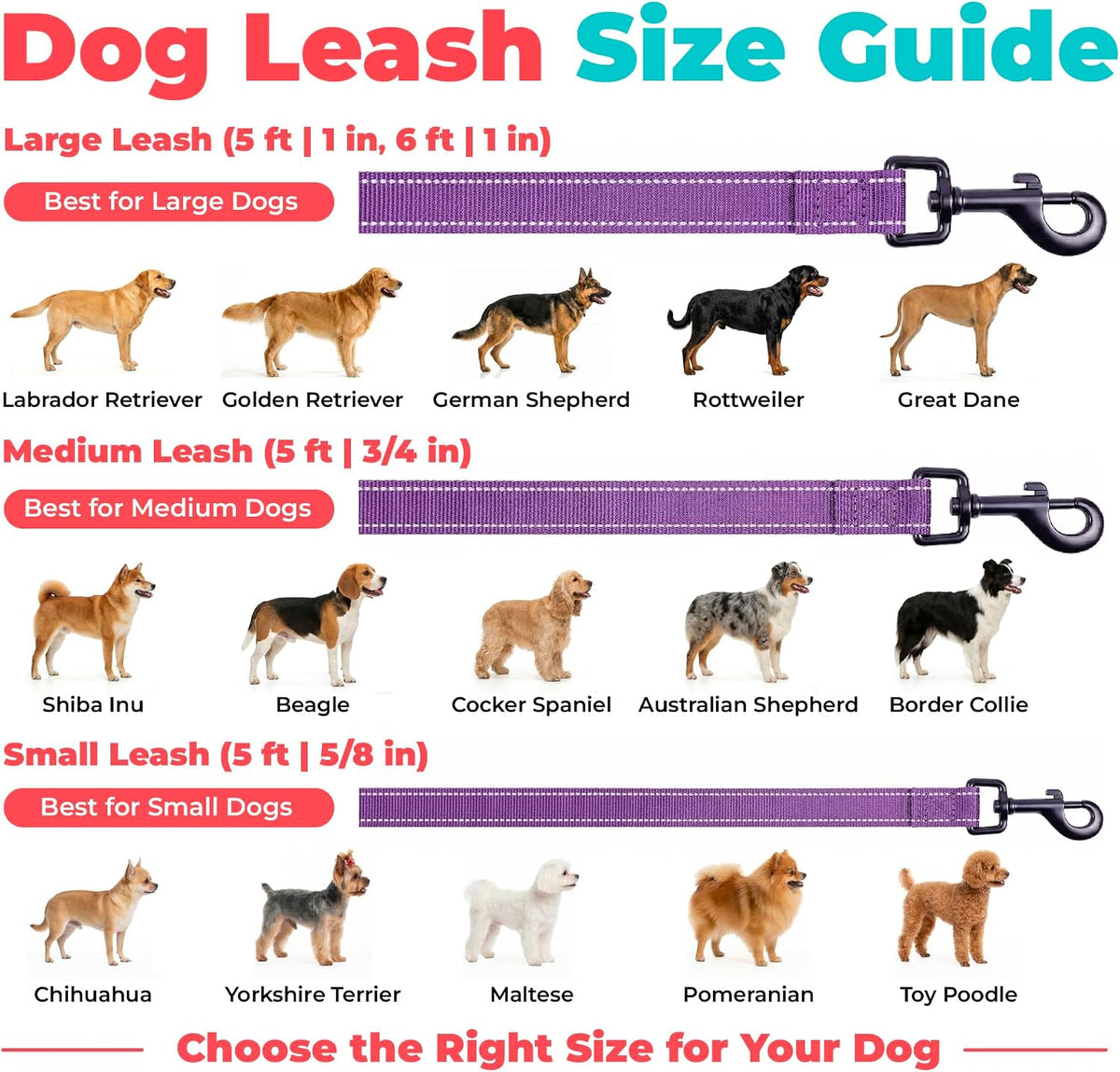 Best Pet Supplies Voyager Nylon Dog Leash - Purple, Large
