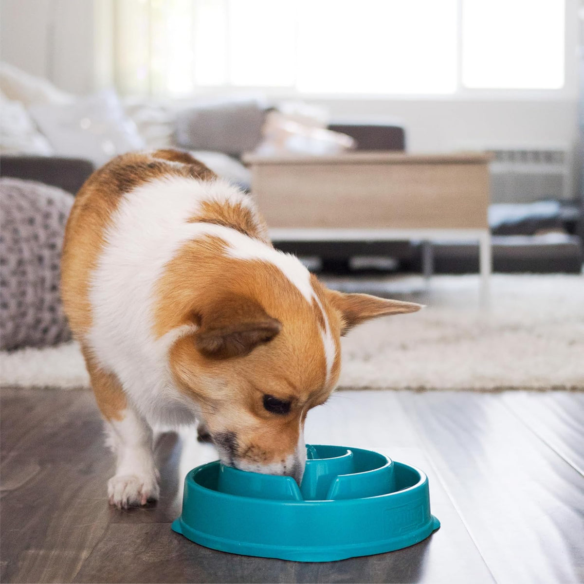 Outward Hound Fun Feeder Slo Bowl – Medium 2‑Cup Capacity, Slow Feeding, Small to Medium Dogs & Cats, Non-Slip, Turquoise, Drop Pattern | Slows Fast Eaters, Can Aid Digestion, Holds 2 Cups Dry or Wet Food, Non-Slip, Easy Clean, No BPA, Small to Medium ...