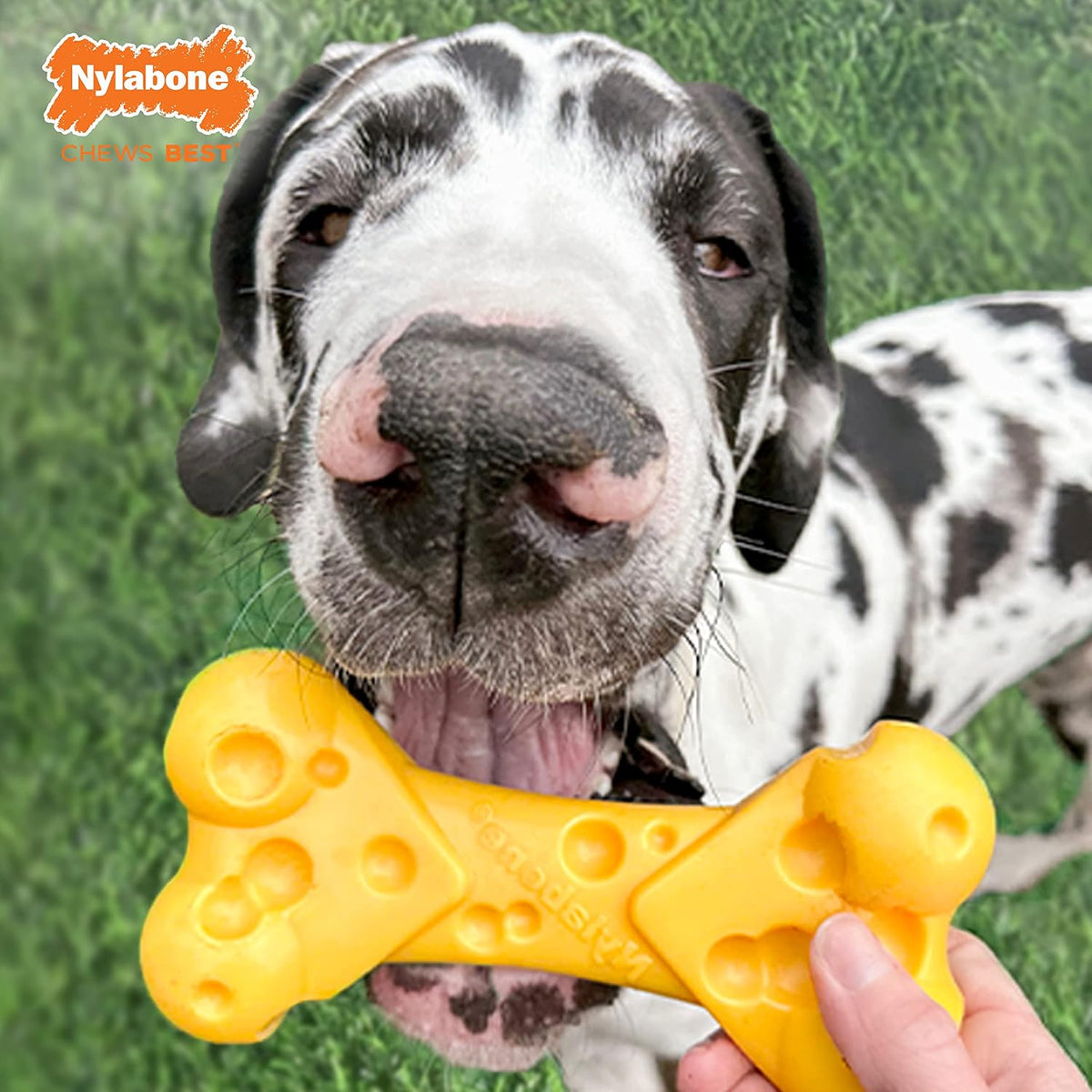 Nylabone Power Chew Cheese Bone Dog Chew Toy, Cheese Flavor, X-Large | Large breeds, fill with spreads, long lasting, discourages destructive chewing, durable dog toy for dogs 50+ lbs